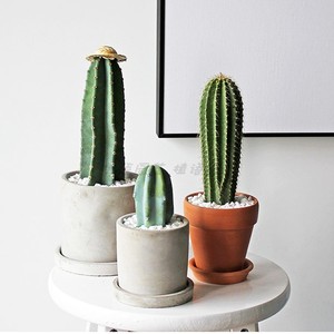 多肉小仙人柱北欧ins风仙人掌量天尺龙神木大凤龙防辐射小植盆栽