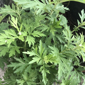 四川艾草新鲜盆栽植物艾叶苗10株