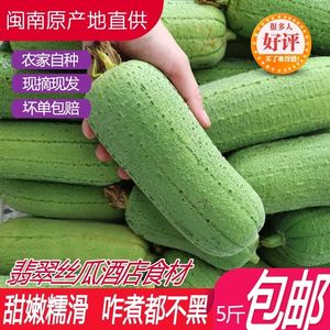 短棒肉丝瓜新鲜 台湾翡翠丝瓜香丝瓜水瓜 福建蔬菜1-5斤