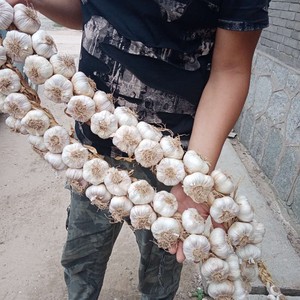 正宗四六瓣紫皮辫子蒜 老北京四六瓣紫皮蒜 大蒜 蒜辫子 包邮