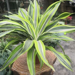 巴西美人铁盆栽金心也门铁龙血树四季常青花室内耐阴好养观叶绿植