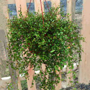 千叶兰盆栽花苗婚纱吊兰观叶植物多年生垂吊绿植四季常青一盆包邮