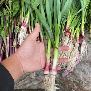湖北蒜苗大蒜叶新鲜本地红皮大蒜苗蒜叶子带根发货霜冻露天种植