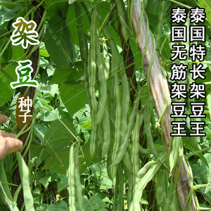 四季豆种子无筋架豆王芸豆春季秋季大田高产抗病四季播种盆栽蔬菜