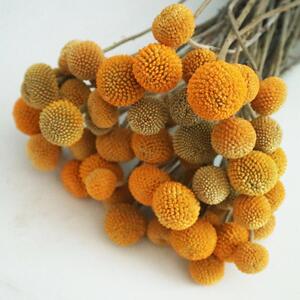 黄金球干花永久存放20枝40枝包邮云南斗南花市形状饱满颜色亮