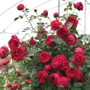 藤本月季红色龙沙宝石大花苗做花墙拱门庭院栅栏爬藤植物阳台盆栽