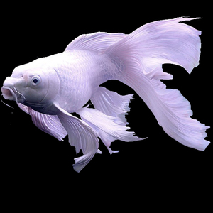 台湾精品蝴蝶鲤