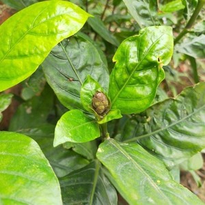 大驳骨草苗 大驳骨丹大骨风苗 中草药材接骨木大还魂(1株苗)包邮