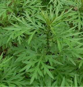 现采现发整棵艾草 新鲜整株带根艾草500克