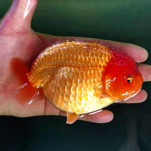 兰寿金鱼活鱼潘氏小尾五花水墨奶牛玉兔观赏鱼苗冷水鱼娃娃脸精品