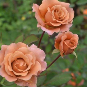 漂亮着装沙龙法式千层酥砂糖清流朦胧紫新娘天家胭脂纺织河本月季