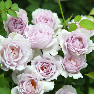 河本路西法加百列光之翼米迦勒亚列尔乌列炽六翼天使系列月季花苗