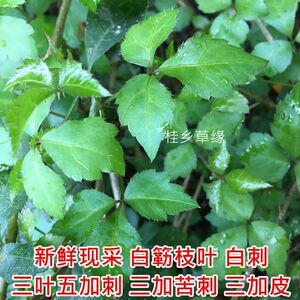 900人付款淘宝新鲜白簕  白刺 三叶五加刺三加苦刺
