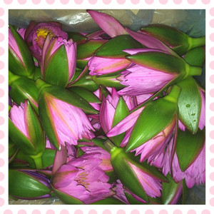 新鲜粉莲花鲜花 九品香水莲 3斤起拍 团购鲜花 做纯露 欣赏请勿拍