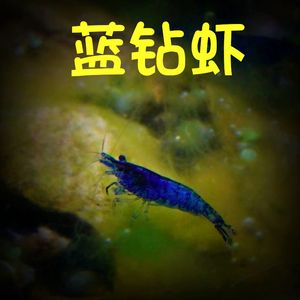 小蓝色虾观赏虾活体虾除藻虾鱼缸虾樱花黑壳红水晶宠物虾米虾套餐