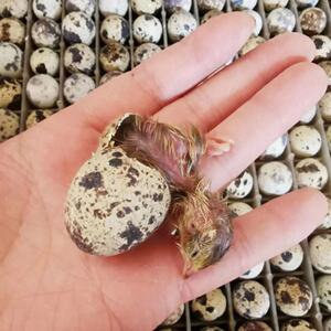 出壳毛色自辨公母鹌鹑种蛋受精蛋可孵化高受精鸟蛋当天新鲜鹌鹑蛋