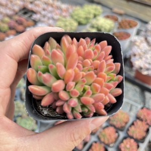 红唇多肉植物多头群生老桩稀有品种美肉景天科多肉盆栽19.8元包邮