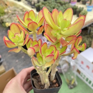 西瓜宝珠老桩云南露养多肉植物组合盆栽超萌肉肉易养活19.8元包邮