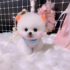 003人付款淘宝茶杯犬博美俊介犬纯种宠物活体狗小型犬