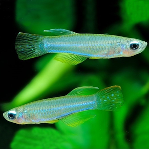 蓝眼灯鱼活体