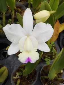 walkeriana semi-alba `kenny fcc/aos 肯尼卡特兰 /浓香兰花