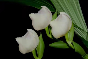 白色有香味的花