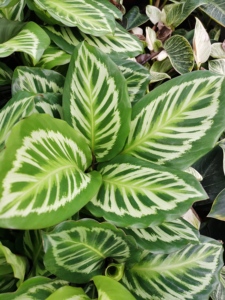 calatheabicajoux碧卡秋竹芋可观叶观花植物盆栽绿植