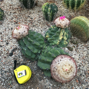 实生丽云 仙人球 紫云 仙人掌多肉植物 层云花座球 开花防辐射仙