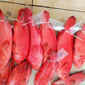 海钓红瓜子斑 海捕瓜子斑深海石斑鱼红九棘鲈刺身 肉嫩生猛海鲜