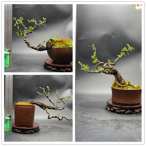 金雀盆景 南雀小盆栽 艺术造型 根脚好 有花苞 绿植园艺 盆栽实图