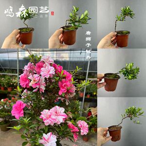 唐狮子牡丹3年童子功苗 多瓣花多色花杜鹃 日本皋月品种鹃一图一