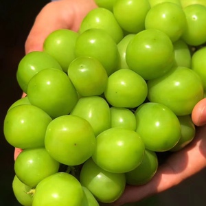 日本香印青提阳光葡萄家庭装3斤孕妇水果现摘现发顺丰空运包邮