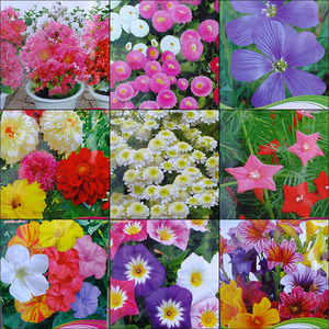 室内温室四季种植花卉种子盆栽花籽彩包装花种子阳台绿植花草易活
