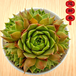 萱萱多肉植物园【冰火芙蓉】办公室阳台绿植花卉吸甲醛防辐射盆栽