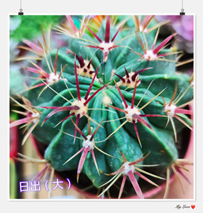 仙人球 日出 大颗红刺强刺会开花易养易度夏室内小盆栽