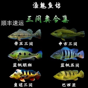 00tb838348707淘宝委内瑞拉蓝帆眼斑鱼苏里南满天星横带七间申古三