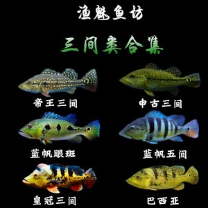 巴西亚申古三间活体蓝帆眼斑五间霹雳马帝王三间横带苏里南满天星