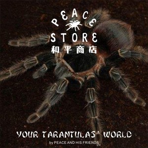 和平商店 巴伊亚猩红 宠物蜘蛛 捕鸟蛛