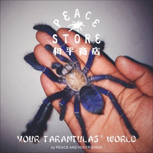 和平商店 新加坡蓝 新蓝 宠物蜘蛛 捕鸟蛛