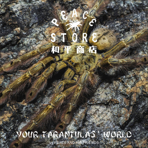 和平商店 羽毛脚巴布 宠物蜘蛛 捕鸟蛛