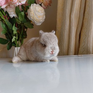 小体金吉拉兔图片
