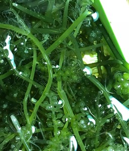 海缸高等藻绿葡萄藻绿藻海藻吸收营养盐