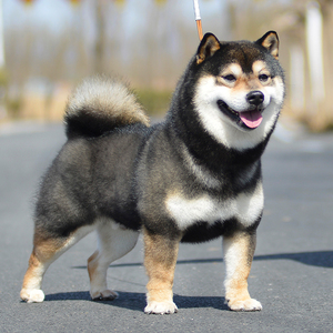 犬舍种犬1号日本豆柴犬仅展示