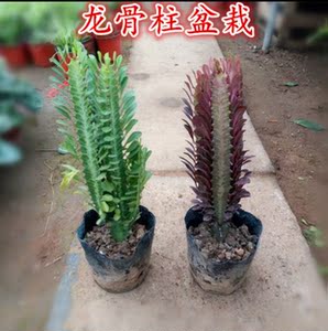 【擎天柱仙人掌】擎天柱仙人掌品牌,价格 - 阿里巴巴