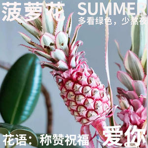 半夏森林粉色小菠萝鲜切花植物送女友圣诞节可爱鲜花桌花北京同城