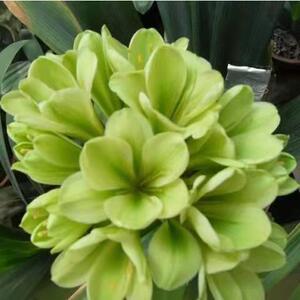 鞍山君子兰精品短叶绿花查尔斯平尾绿室内绿植栽好包活