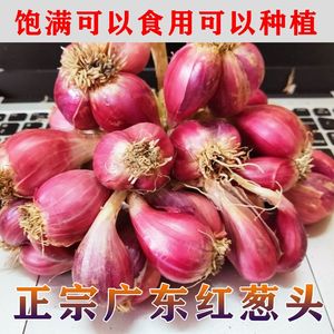 正宗新鲜红葱头5斤红皮干香葱头种子食用香料广东四川红葱头葱油