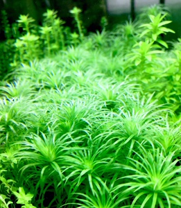 普太绿太阳古精谷精太阳水草活体植物中后景鱼缸装饰造景淡水包邮