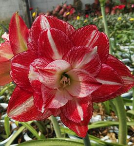 00alixiaoxie168淘宝国内重瓣朱顶红红宝石球苗多年生球根花卉阳台