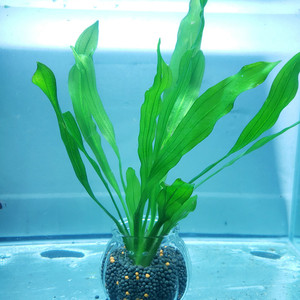 懒人真水草淡水活体植物乌拉圭皇冠大叶绿九冠后景九形匠旗舰店11